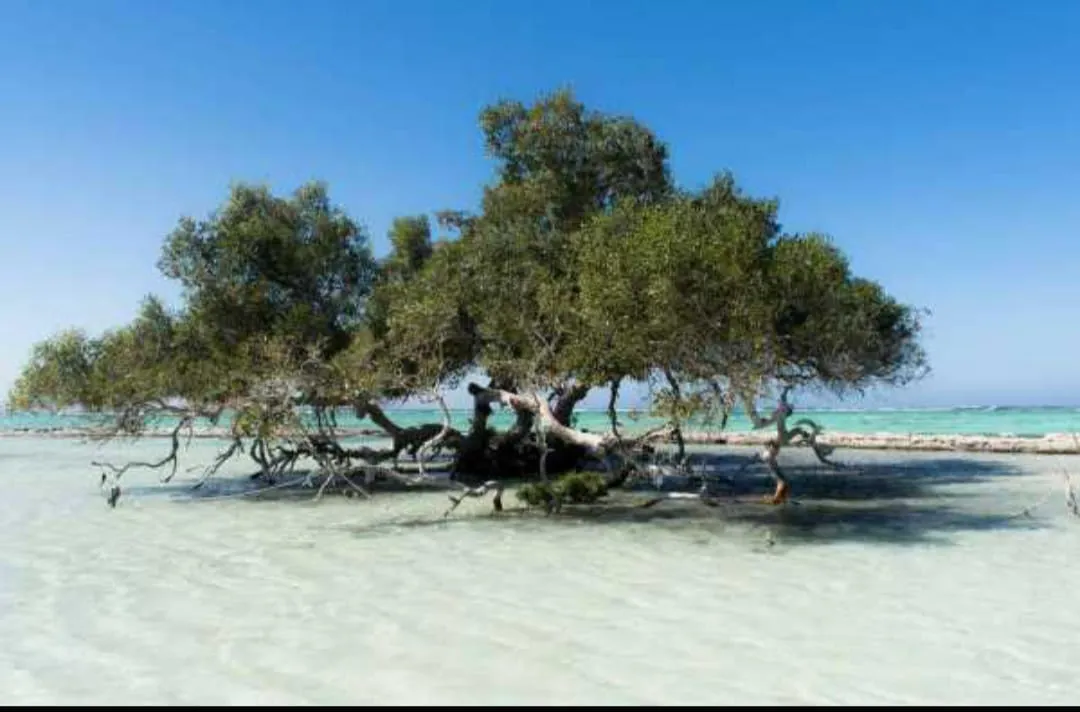 🏖️🌊 Sharm El Luli & El Qulaan Tour – Marsa Alam 🐠🌴 Sharm EL Luli /IMG-20260703-WA0019.jpg